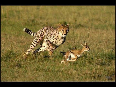 Leopard chasing deer